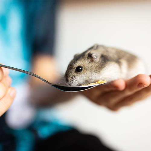 L'application révolutionnaire des coloscopes de souris dans la recherche préclinique: évaluation des médicaments de conduite avec précision et validation du modèle de maladie