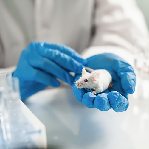 L'application révolutionnaire des coloscopes de souris dans la recherche préclinique: évaluation des médicaments de conduite avec précision et validation du modèle de maladie