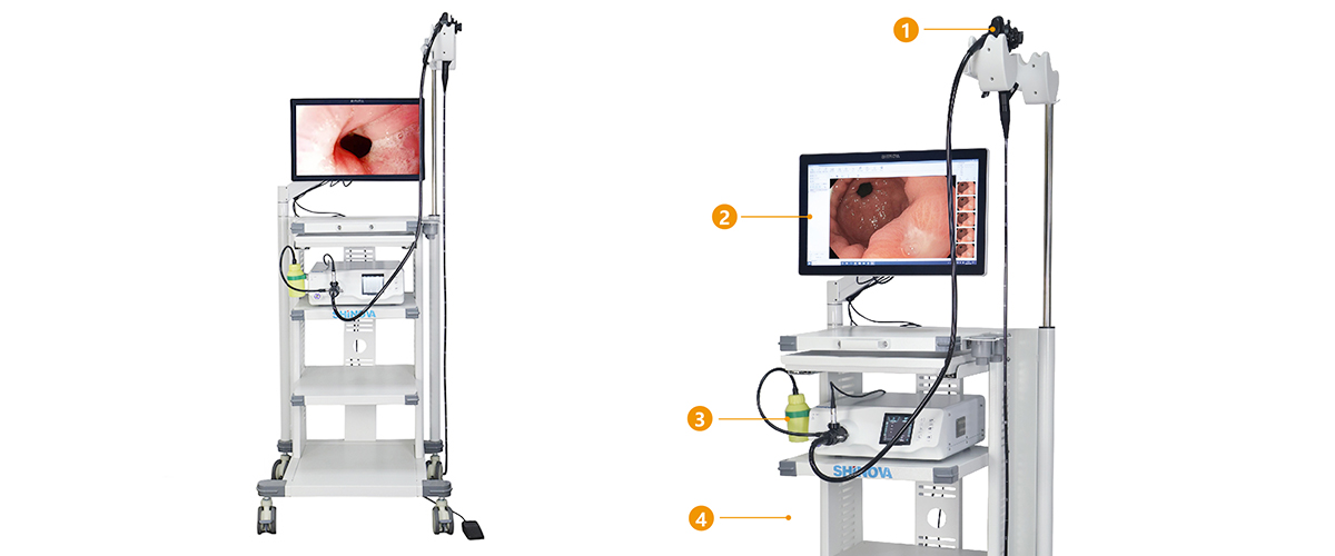 Gastroscope vidéo vétérinaire 