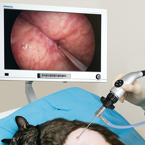 Le rôle des endoscopes vétérinaires dans les soins de santé des animaux de compagnie modernes