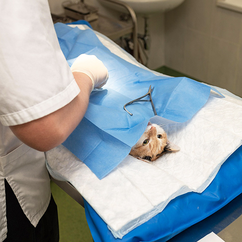 Pourquoi le laparoscope vétérinaire est-il important dans les soins de santé animale?