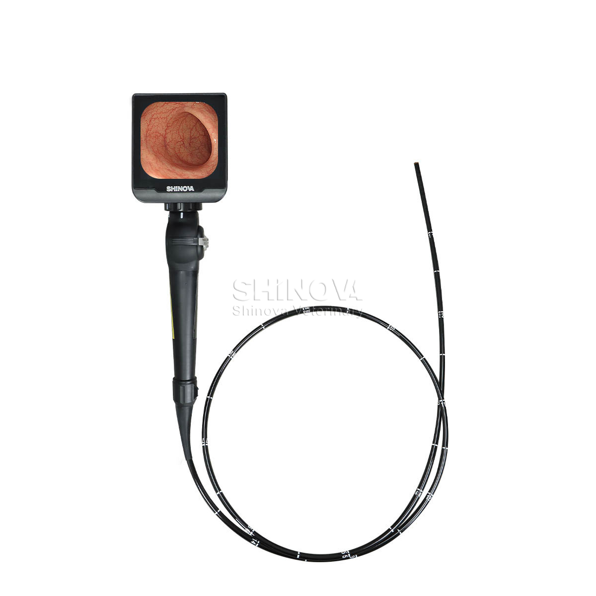 Endoscope vidéo haute définition à haute définition pour bronchoscopie équine