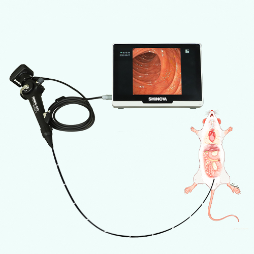 L'importance de la coloscopie des souris dans la recherche médicale