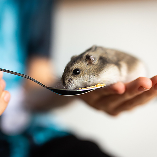 Comment les coloscopes de souris sont utilisés dans la recherche sur les maladies digestives