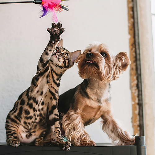 Les 4 meilleures arythmies ventriculaires chez les chiens et les chats